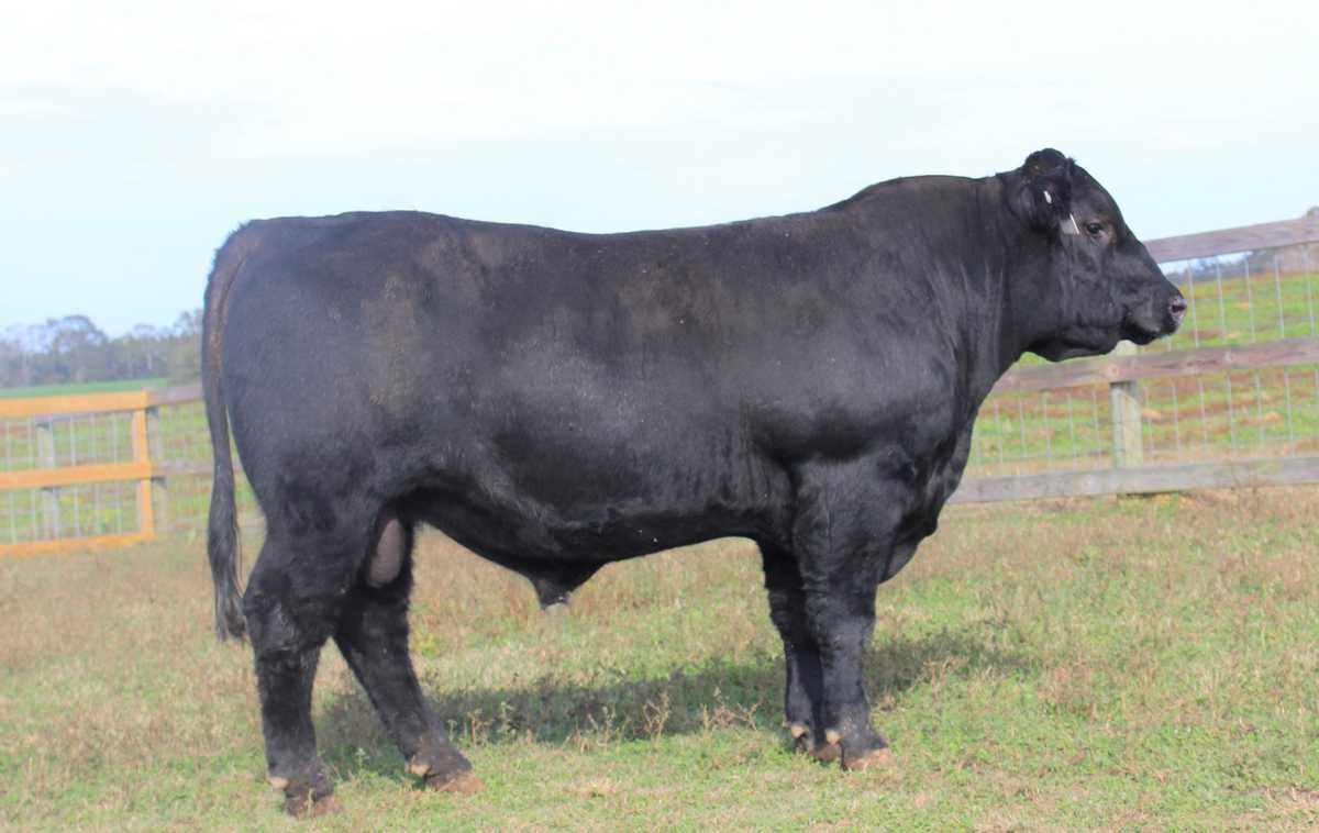 Thames-Kea Angus Sale | Thames Angus Farm | Mississippi Angus | Thames ...